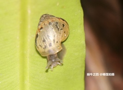 Cyclophorus punctatus