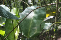 Goeppertia inocephala