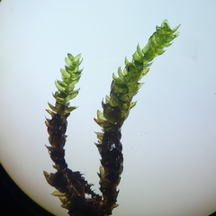 Rhynchostegium aquaticum