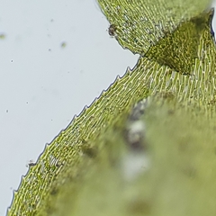 Rhynchostegium aquaticum