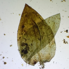 Rhynchostegium aquaticum