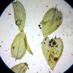 Rhynchostegium aquaticum