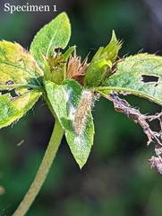 Hellinsia lienigianus