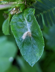 Hellinsia lienigianus