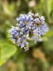 Ceanothus thyrsiflorus griseus