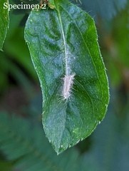 Hellinsia lienigianus