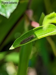 Hellinsia lienigianus