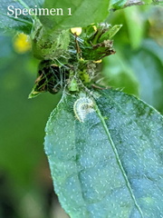 Hellinsia lienigianus