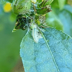 Hellinsia lienigianus