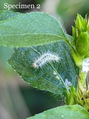Hellinsia lienigianus