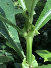 Psychotria grandis