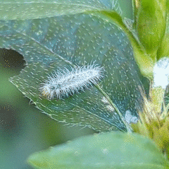 Hellinsia lienigianus