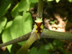 Elasmostethus atricornis