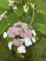 Hydrangea serrata