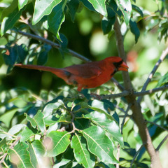 Cardinalis cardinalis cardinalis