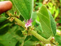 Miconia sericea