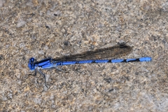 Argia lacrimans