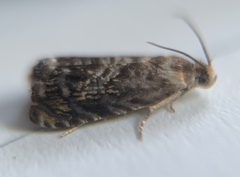 Grapholita prunivora