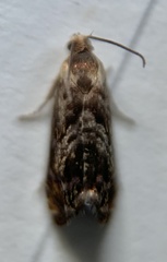 Grapholita prunivora