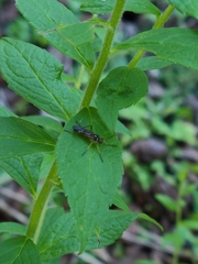 Brachystomatidae