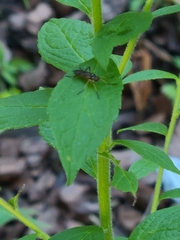 Brachystomatidae