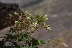 Nicotiana tomentosa