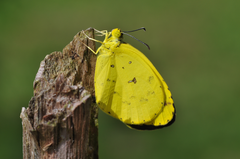 Eurema floricola