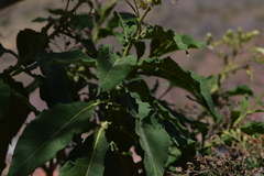 Nicotiana tomentosa