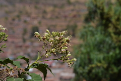 Nicotiana tomentosa