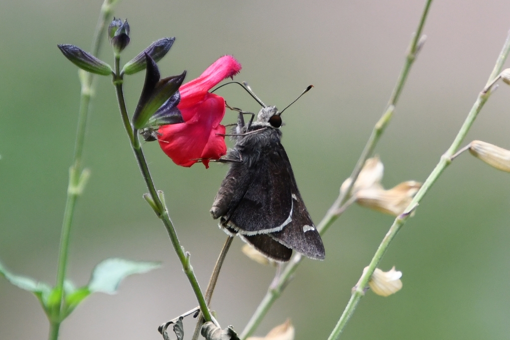 Moon-marked Skipper