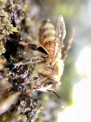 Apis mellifera