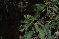 Nicotiana tomentosa