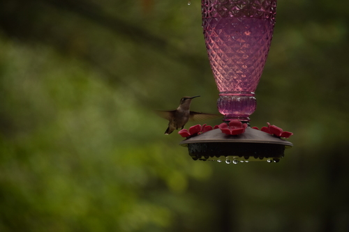 Ruby-throated Hummingbird photographed in Wisconsin