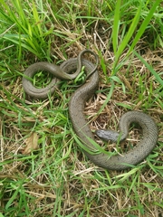 Natrix astreptophora