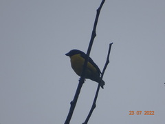 Euphonia laniirostris
