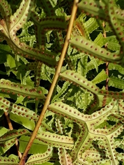 Nephrolepis falcata