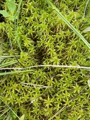 Sphagnum teres