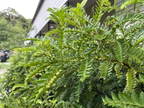 Phyllanthus buxifolius observed 2022-07-24
