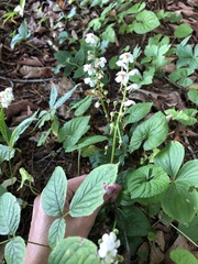 Pyrola elliptica