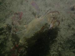 Charybdis hellerii