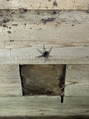 Dolomedes scriptus