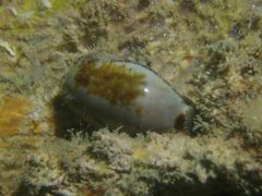 Erronea cylindrica