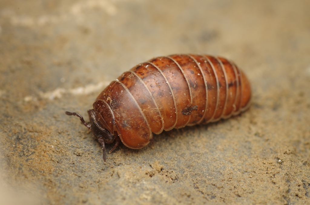 Protoglomeris vasconica