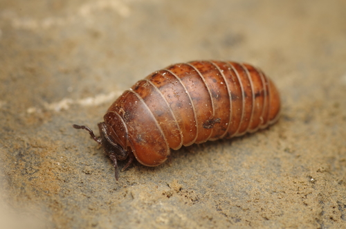 Protoglomeris vasconica