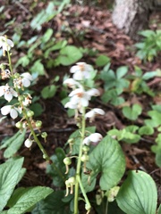 Pyrola elliptica