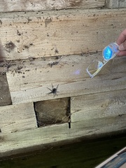 Dolomedes scriptus