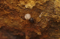 Nesticidae