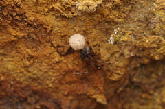 Nesticidae