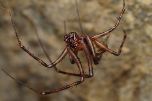 Photo of European cave spider (Meta menardi)