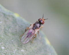 Elachiptera